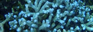 Coral around Great Keppel Island
