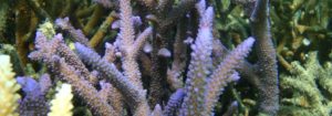 Purple coral around GKI